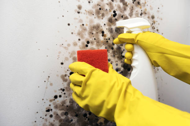 Best Toxic Mold Removal  in Pocola, OK