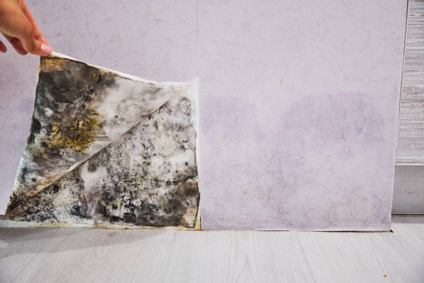 Best Professional Mold Removal  in Pocola, OK